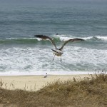 Une magnifique mouette