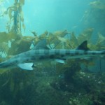 Requin Léopard