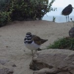 Un oiseau en tenue de taulard