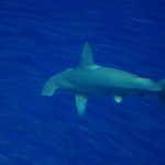 Requin marteau