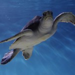 Tortue