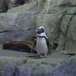 Pingouin