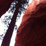 "Au fond" de Bryce Canyon
